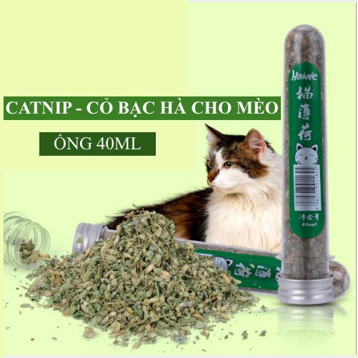 Cỏ Mèo Bạc Hà Thư Giãn Cho Mèo Catmint/Catnip