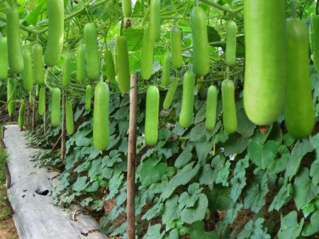 Hạt giống bầu Lai F1 quả suôn dài VTP03 | Vạn Tín Store
