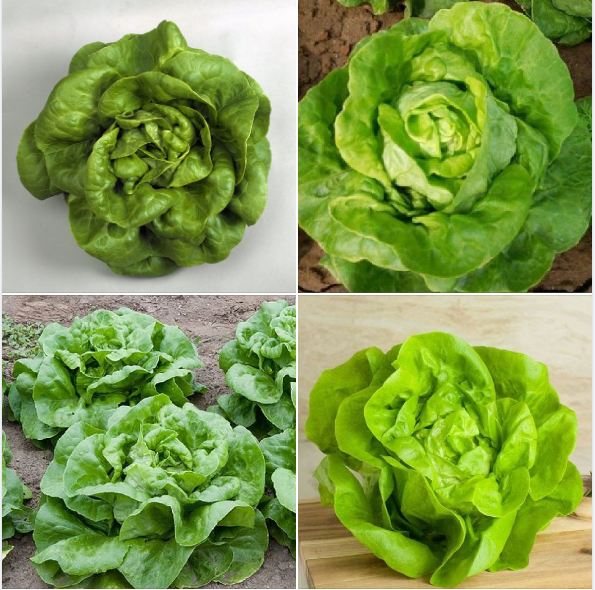 Combo 4 gói hạt giống xà lách _sthgt