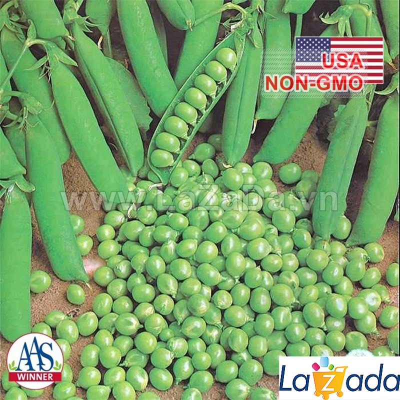 1KG Hạt Giống Đậu Hà Lan Xanh THU HẠT (| Y1*W53)