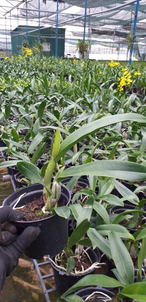 Hoa Lan : CATTLEYA - Tú Cầu Vàng