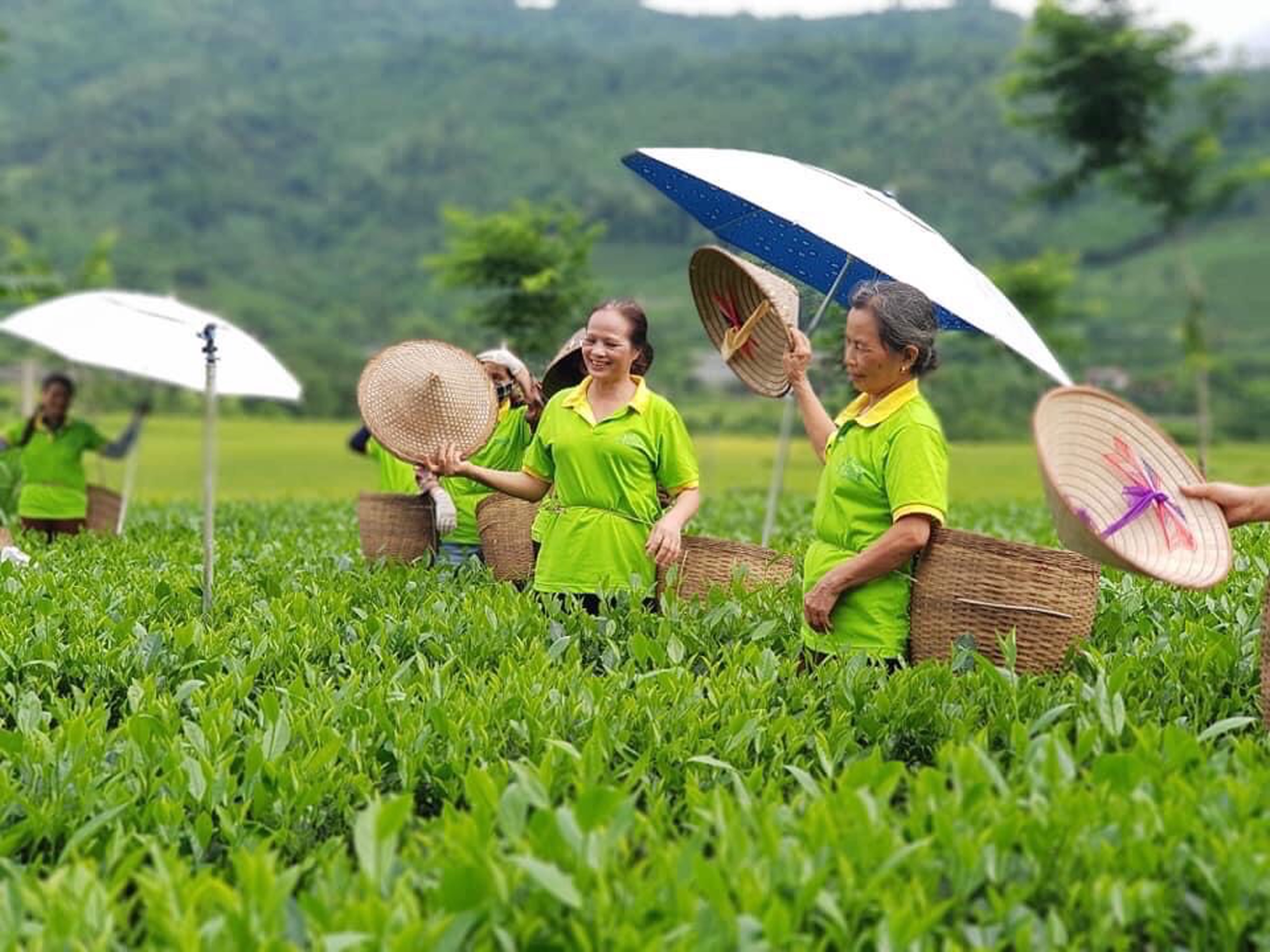 Bột Trà Xanh 🍃🍃 Bột Nguyên Chất Gói 100gr Bột Matcha Handmade 100%