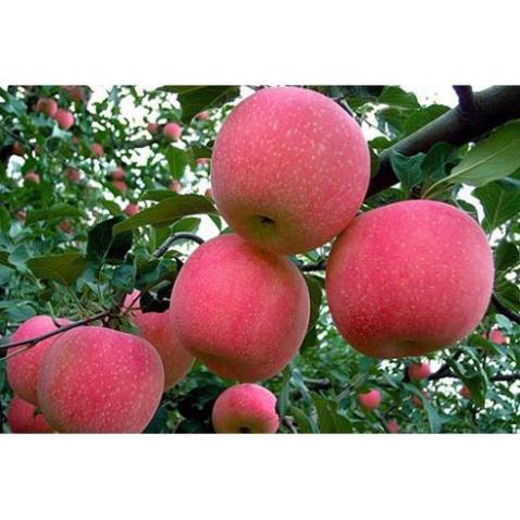 Cây Giống Táo Đỏ Lùn (Chuẩn giống F1)