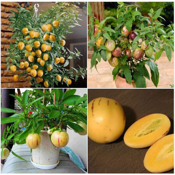 Hạt giống dưa pepino ( tặng phân bón kích mầm ).