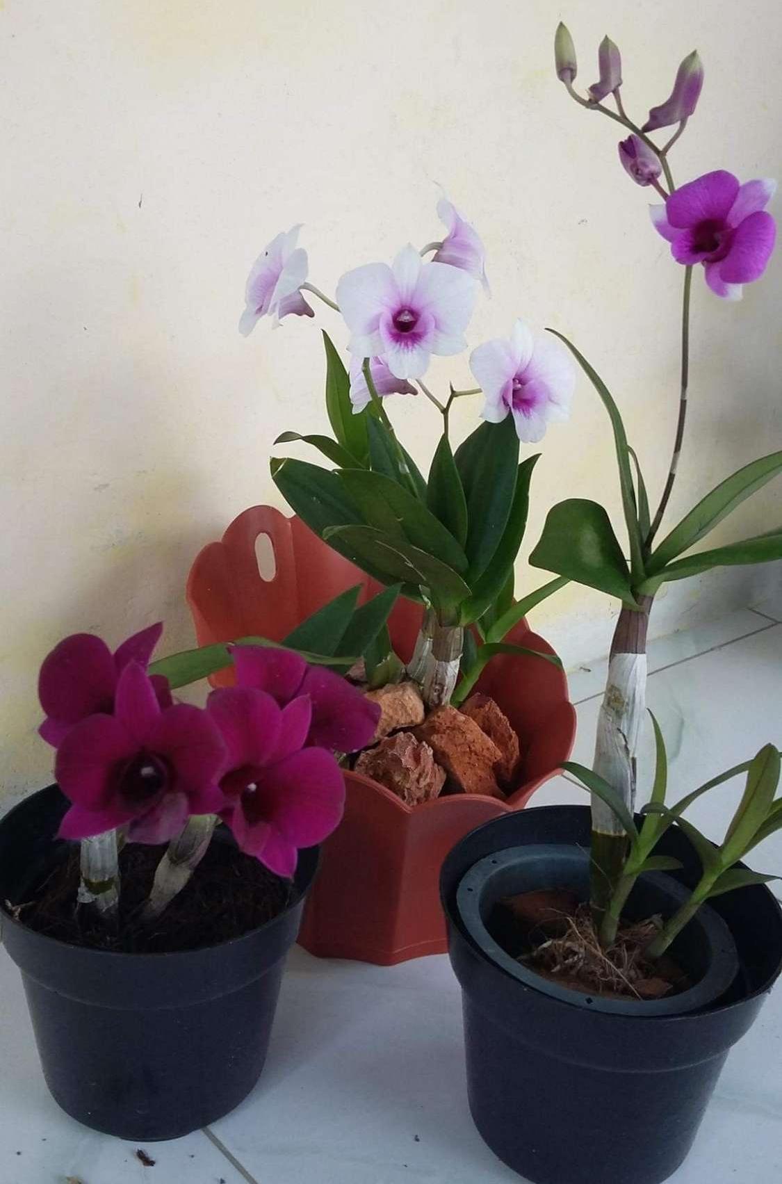 Dendro Thái nhiều màu, siêng hoa.