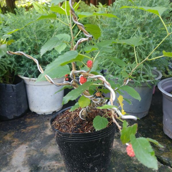cây Dâu Tằm Bonsai ĐANG NHIỀU QUẢ