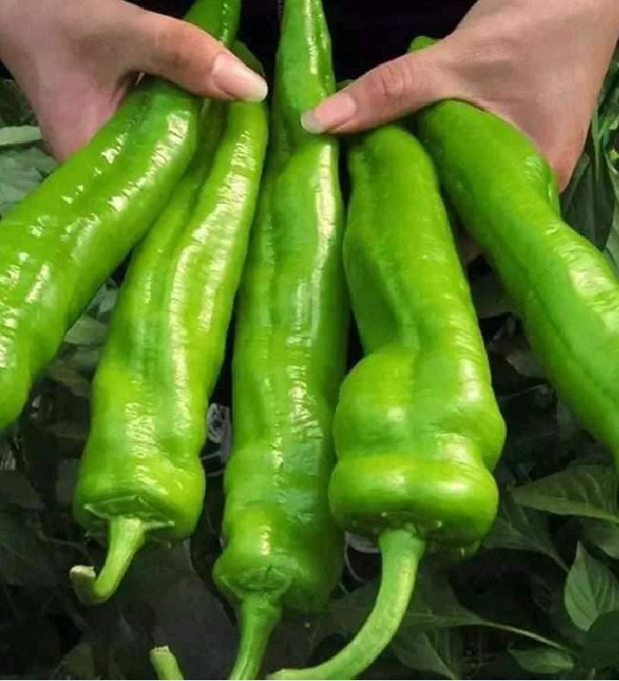 Hạt giống ớt sừng ngọt (gói 10 hạt)tặng kèm phân bón