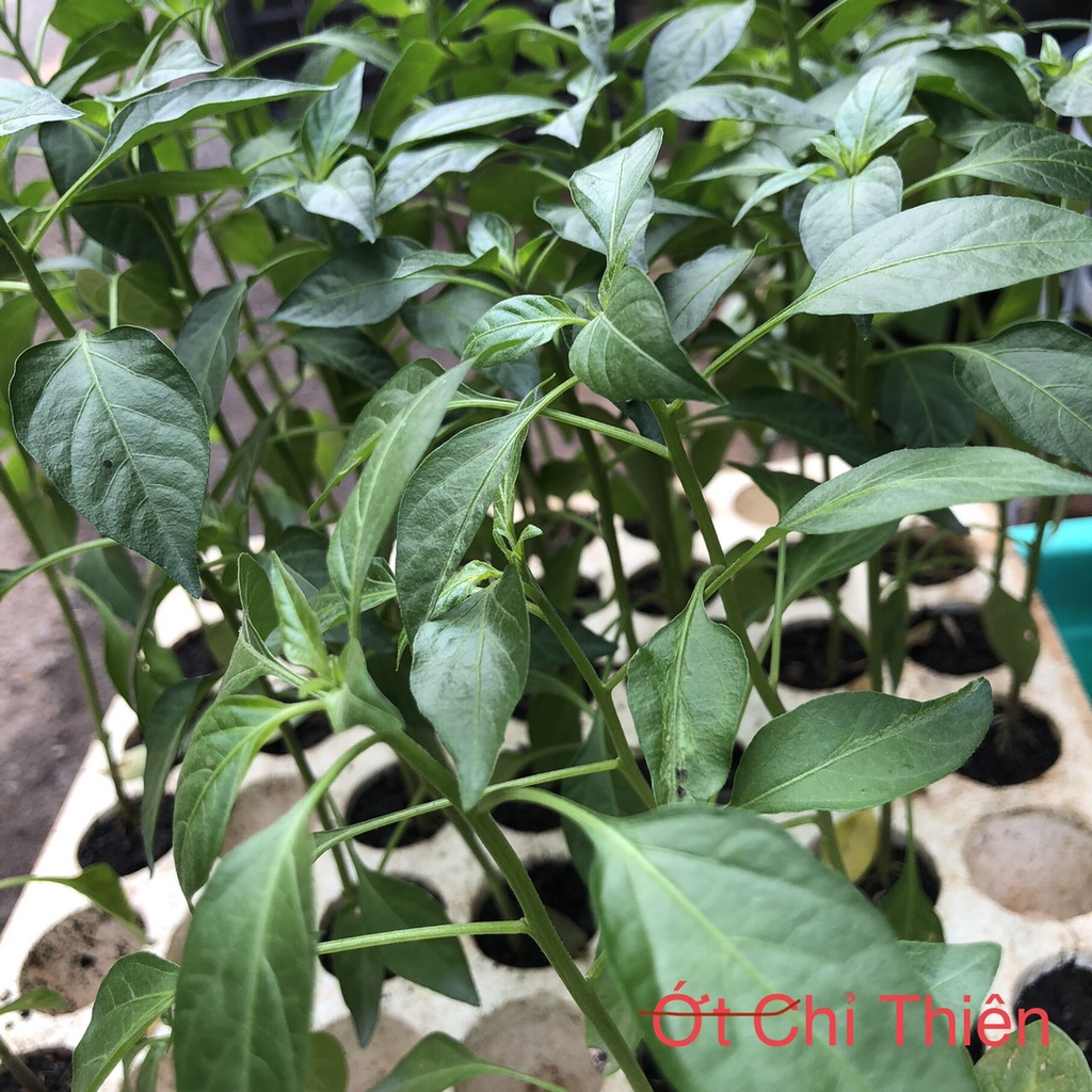 Cây giống Ớt Chỉ Thiên giống cay thơm (chỉ giao hoả tốc TPHCM)