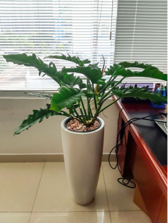 Cây trầu bà cung đàn xanh