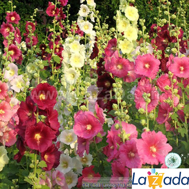 5GR 500.HAT Hạt Giống Hoa Mãn Đình Hồng Đơn Mix Màu (KD| -KD: B18*V34*M159)
