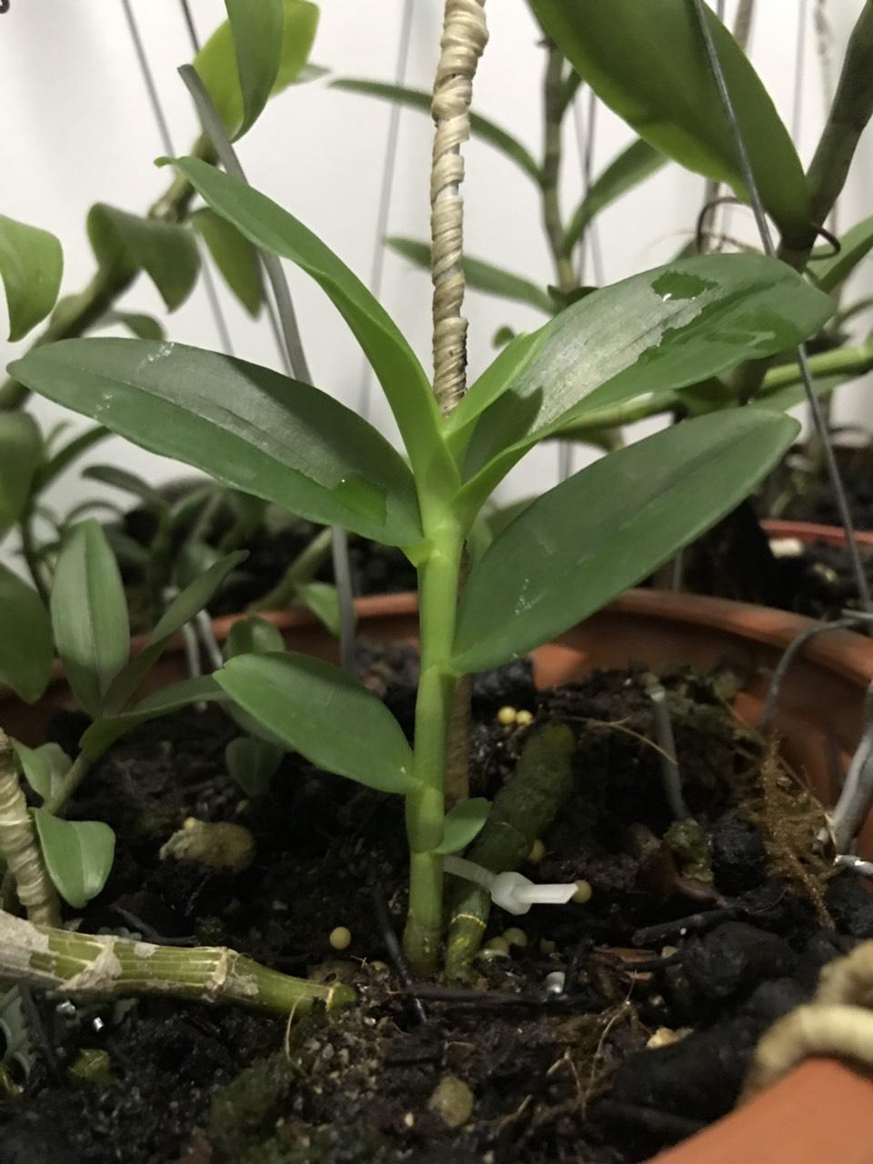Phân cá và tảo biển Alaska -Growmore 1 lít -  Mỹ