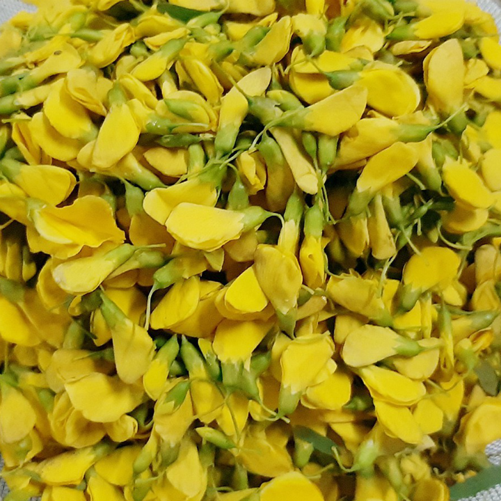 Hạt giống bông điên điển gói 1gr
