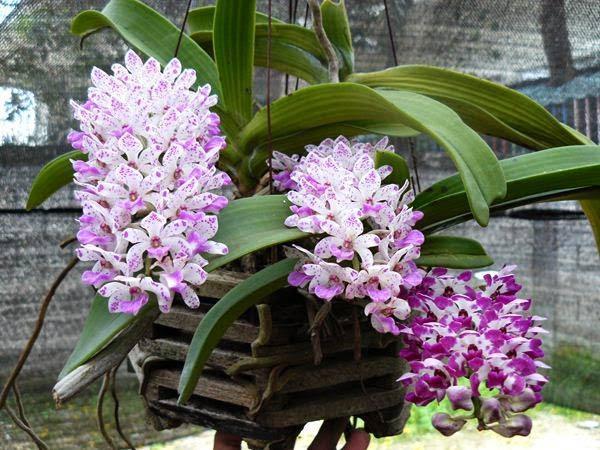Phân Bón NPK MINRO 15-5-20 Ra Hoa Đậu Trái Gói 200gr