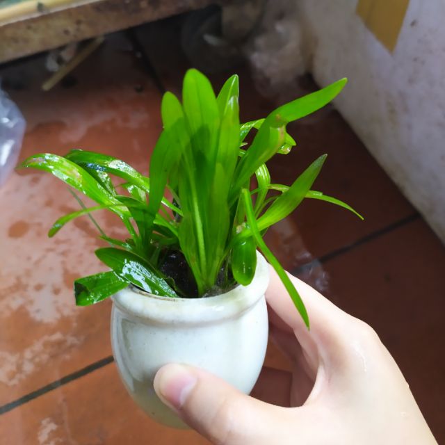 Cây Lan Nước thủy sinh