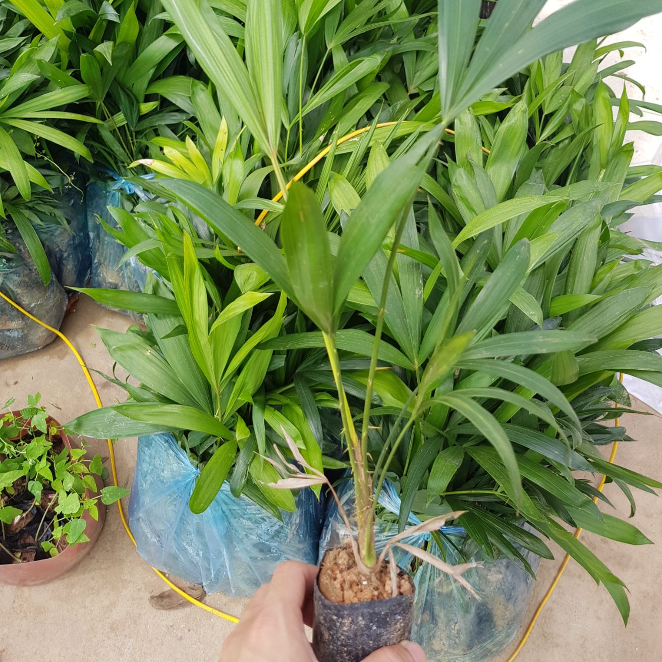 Combo 4 cây mây giống