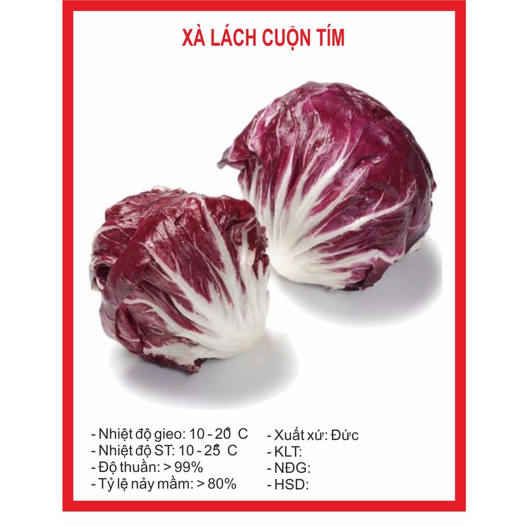 Xà Lách Cuộn Tím 0.5gr ~ 300Hạt
