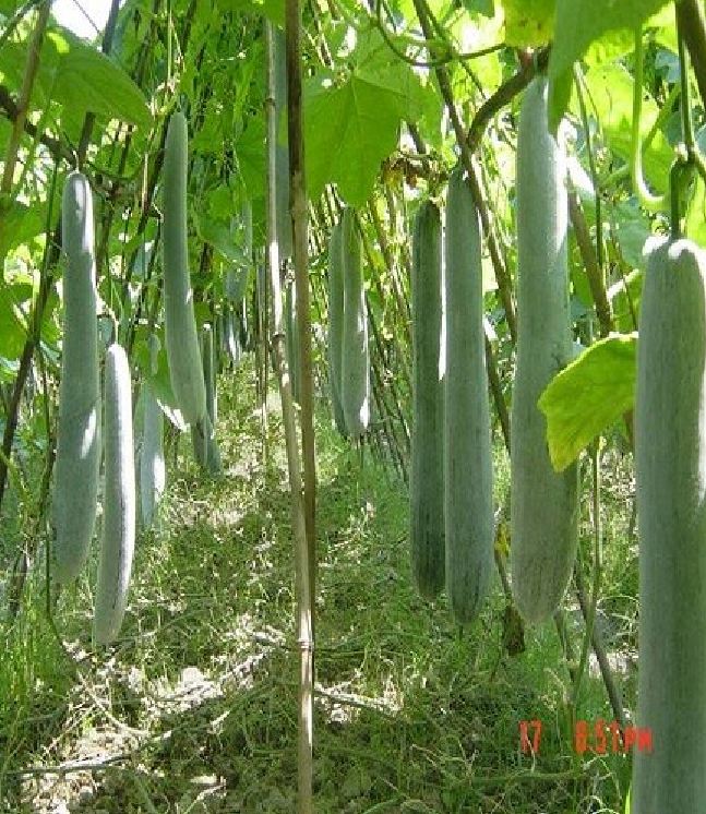 Hạt giống bí xanh dài  -Bí đao (bí sặt) – 2Gram ( 30 hạt )