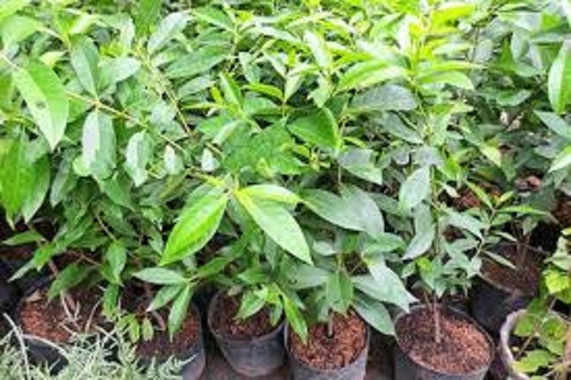 cây lá vối nếp giống