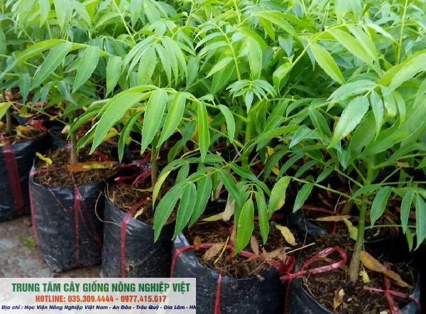 Cây giống cóc thái siêu sớm 6 tháng ra quả