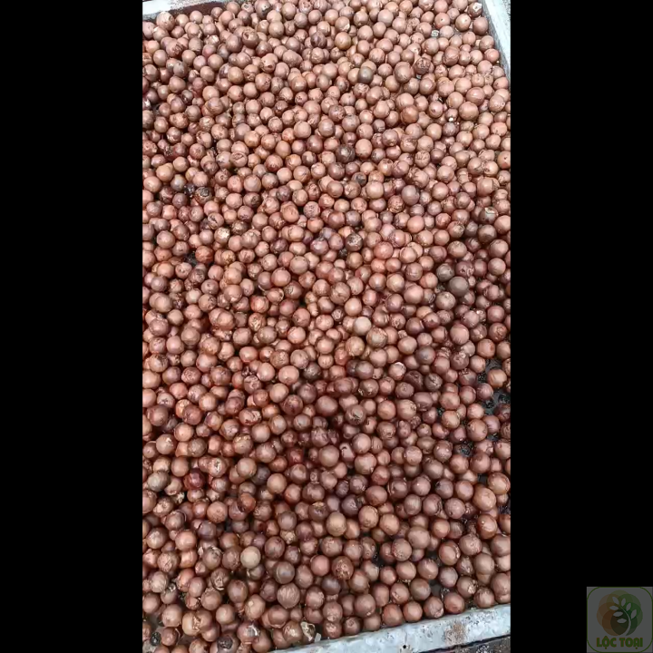 1kg hạt giống cây mắc ca