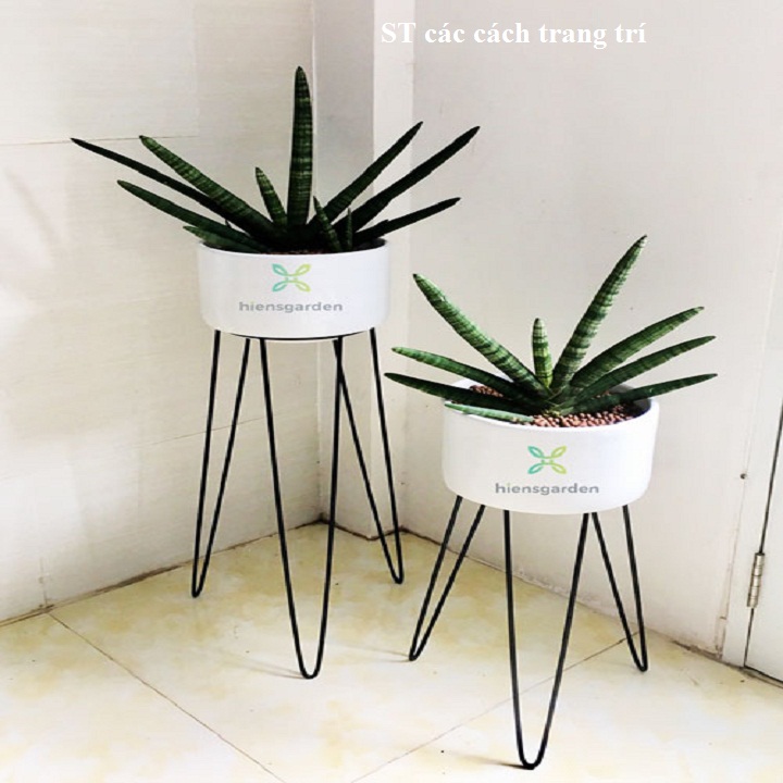 cây nanh heo - Cây ngàà voii (Size 60-70cm)