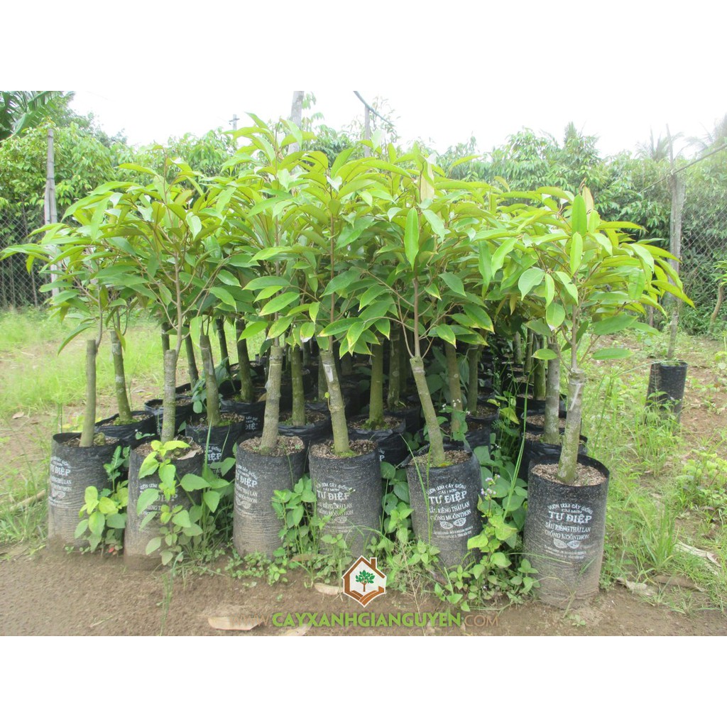 Cây Giống Sầu Riêng Thái Ghép Chuẩn Cao Trên 70cm