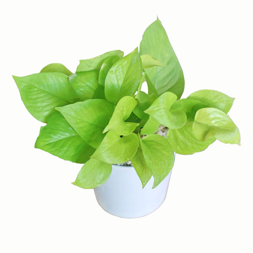 [HCM]CÂY TRẦU BÀ