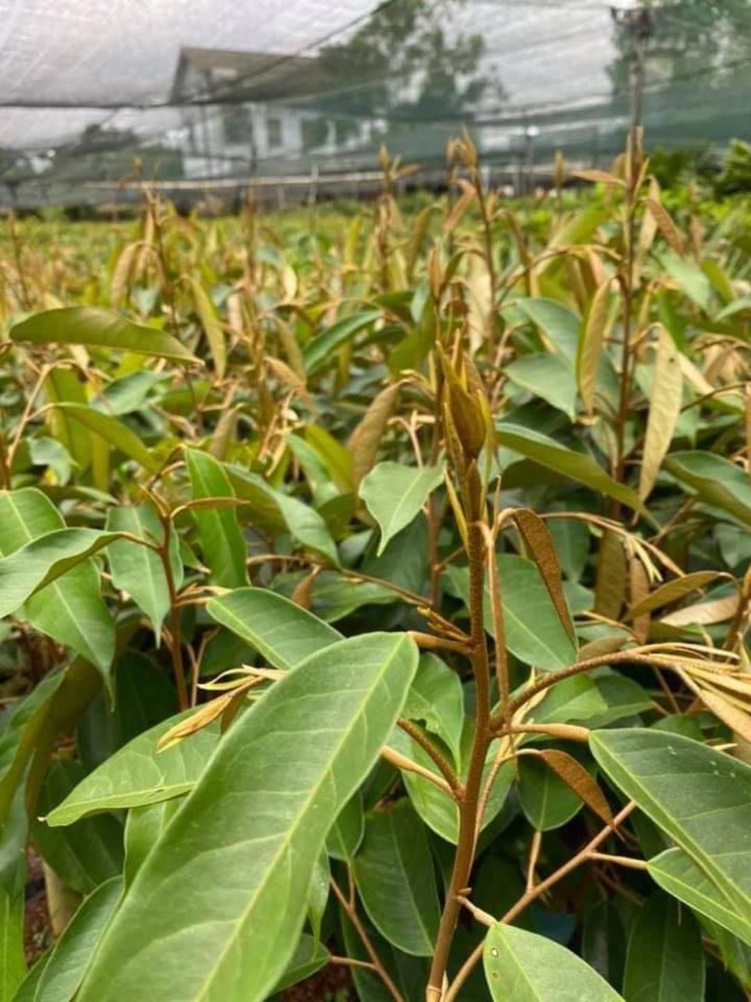 CÂY Giống sầu riêng Black Thorn [ GỐC TO GHÉP 2 NĂM ] [ FREESHIP MAX ]