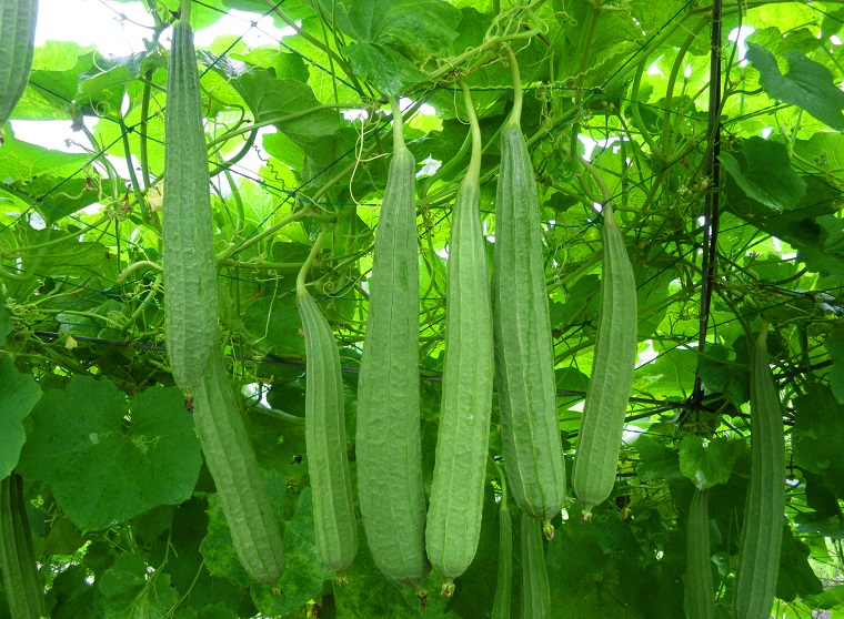 [HCM]10 Hạt Giống Mướp Khía Sai Trái