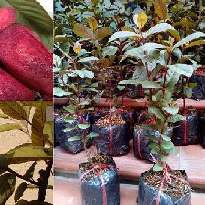 Hạt giống cây ổi tím siêu trái/ Gói 10 hạt(tặng kèm phân bón)