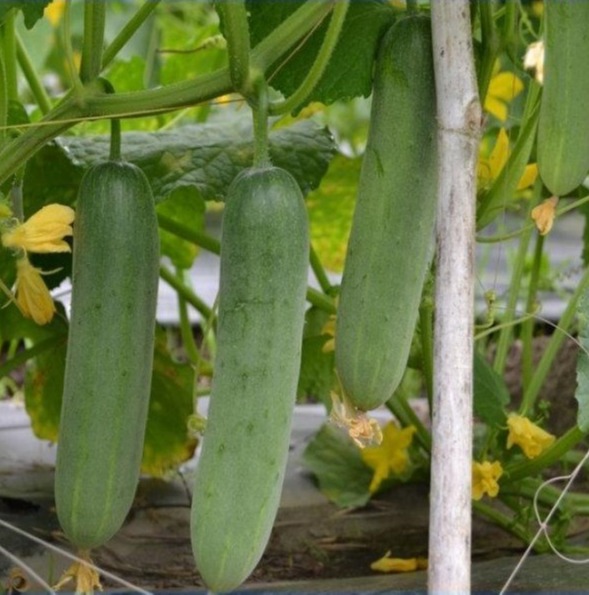 Hạt giống dưa leo lai F1