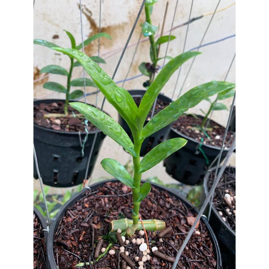 Cây giống hoa lan Cửu Long Cao Phong ( hàng nhân kie 15-25cm)