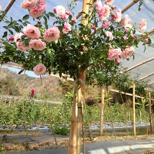 Hạt Giống Hoa Hồng Thân Gỗ . Túi 20 Hạt