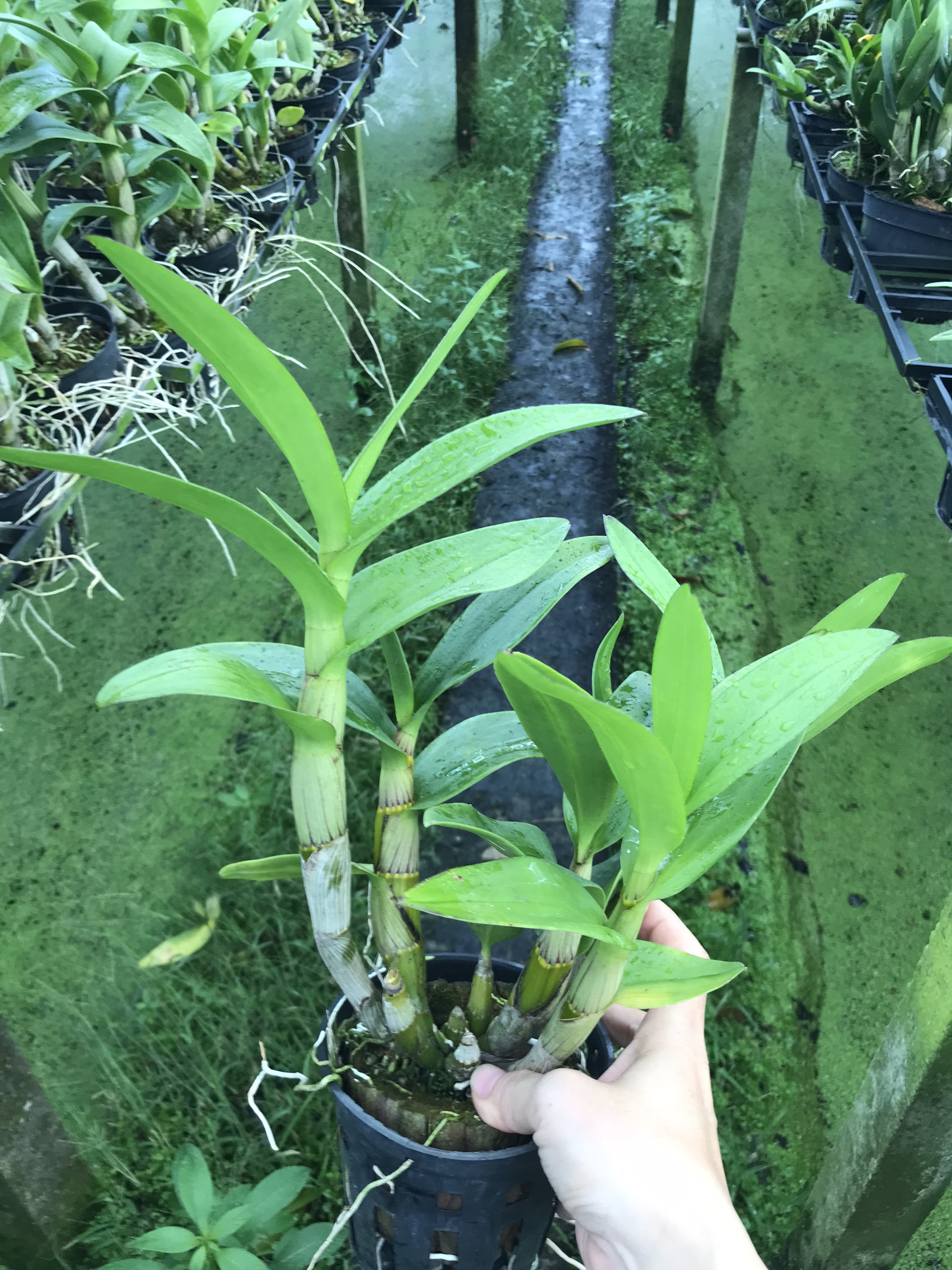 Hoa lan đồng tiền đổi màu