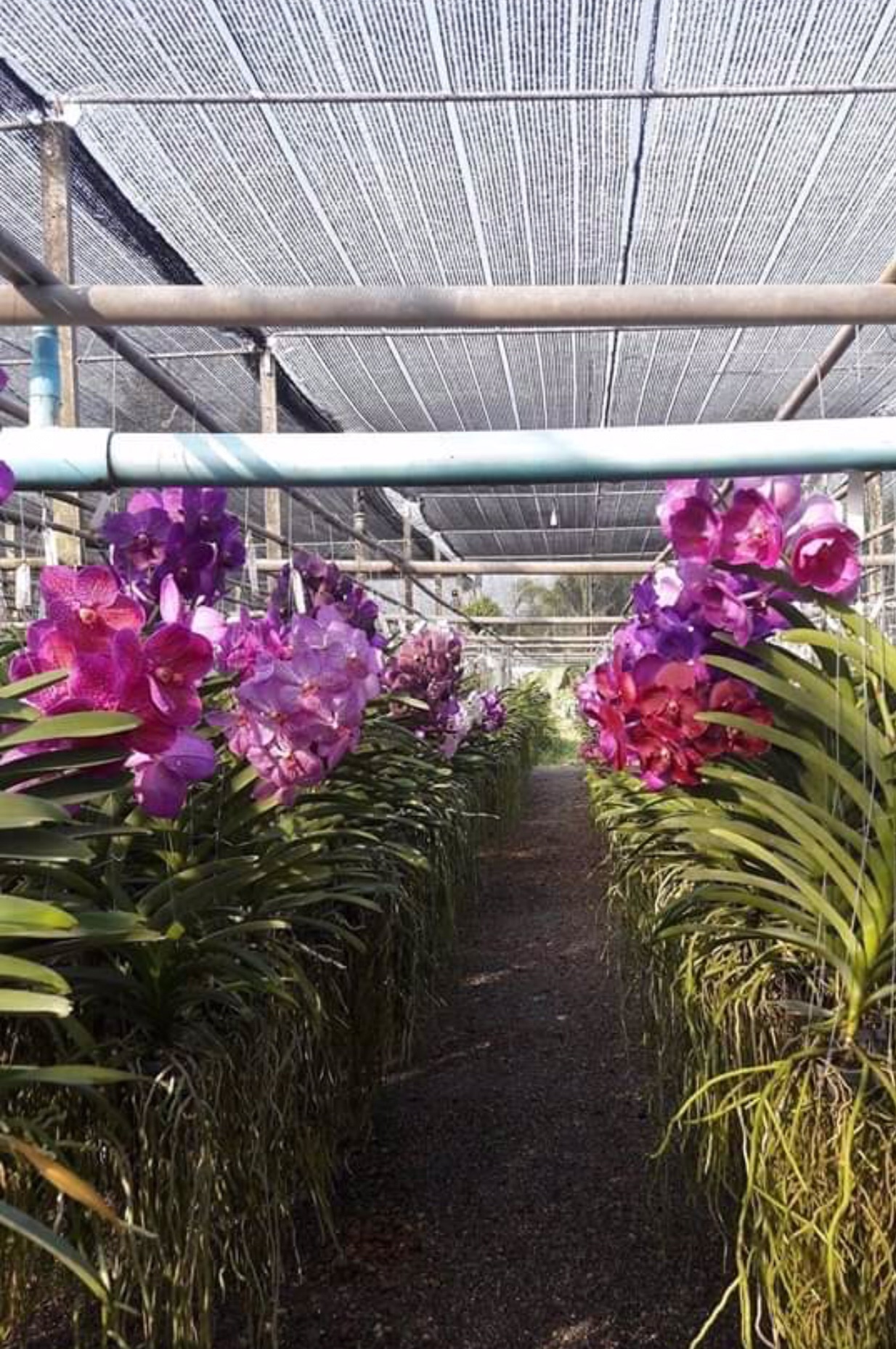 Hoa lan Vanda Chuẩn Màu - Cây Con Cao 10-15cm