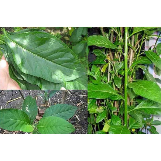 Lá Cây Mật Gấu - Cây Lá Đắng Tươi(500g)