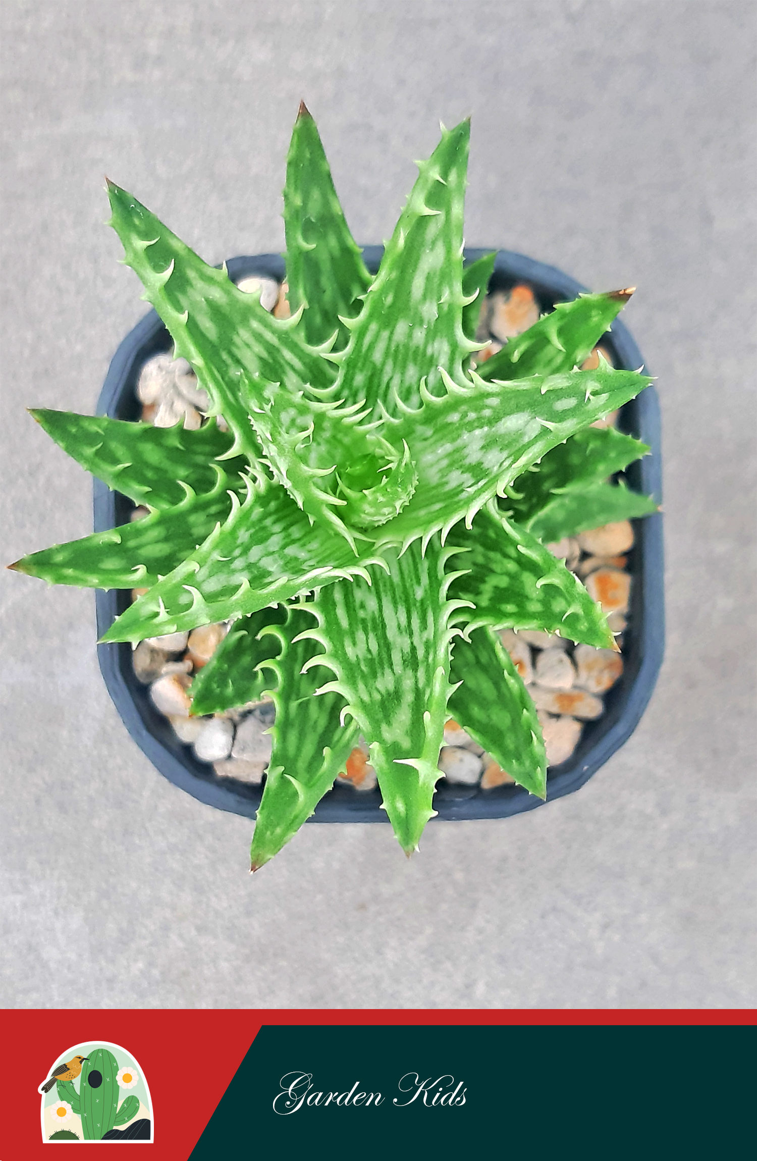 Sen đá hàm cá sấu (Aloe Juvenna)
