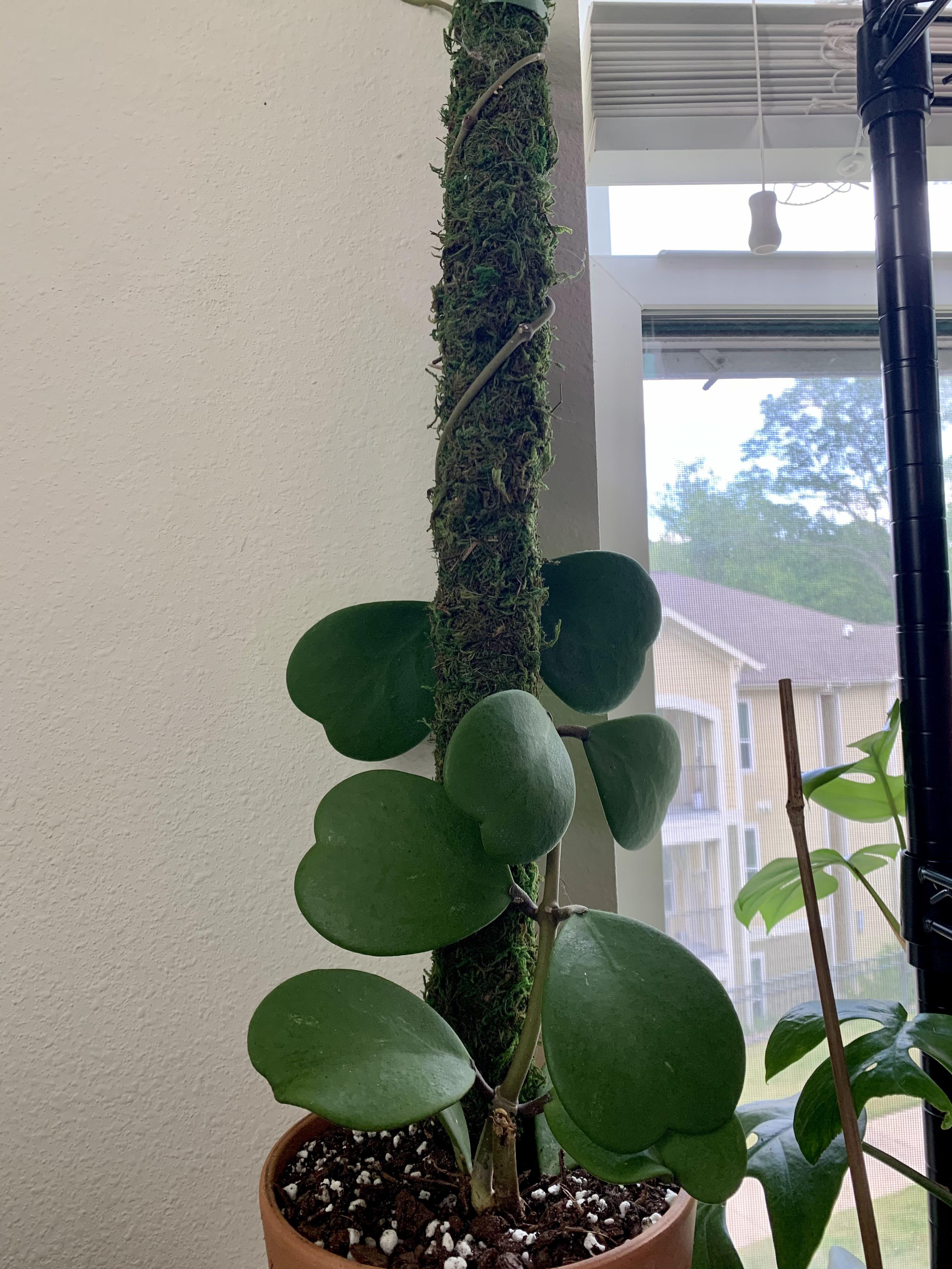 Cẩm cù lá tim Kerri