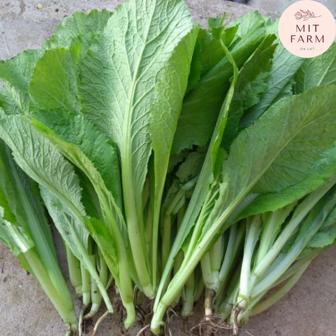 Hạt giống cải bẹ xanh mỡ