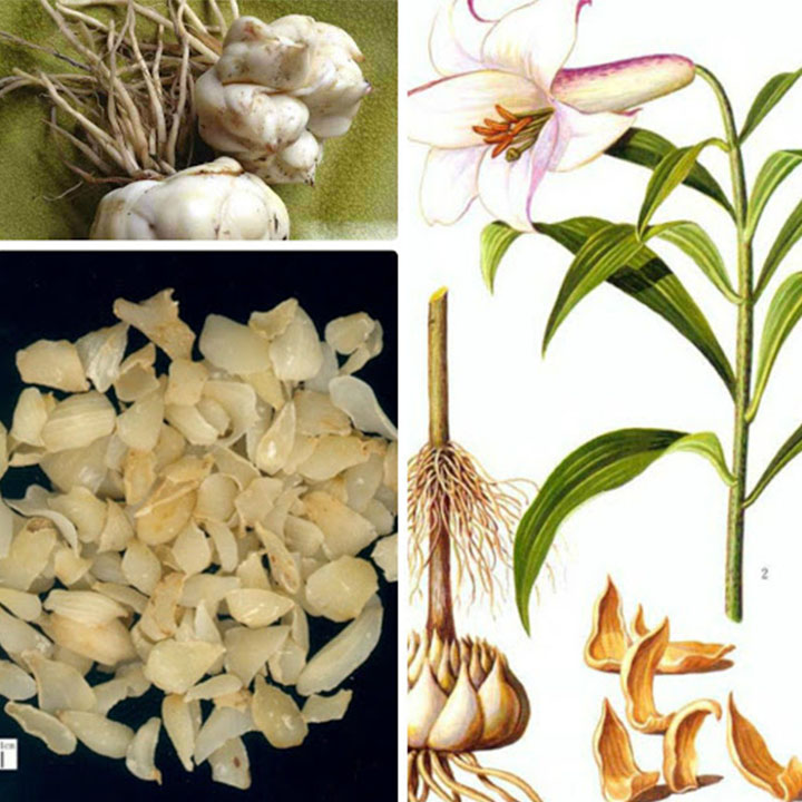 Củ bách hợp khô 1kg