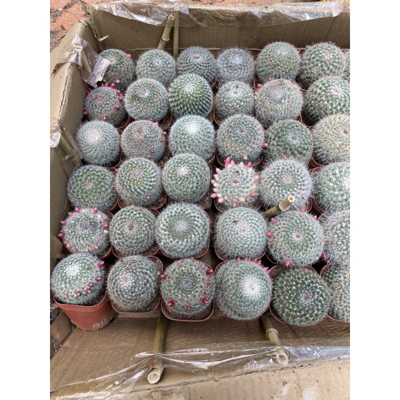 xương rồng bánh sinh nhật (size trung)