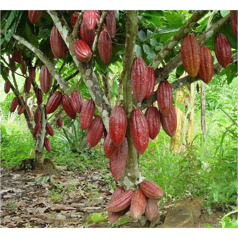 Cây ca cao giống cho trái sớm .