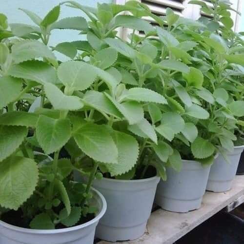 Hạt giống húng chanh - gói 0.1 gram ( 550 hạt)