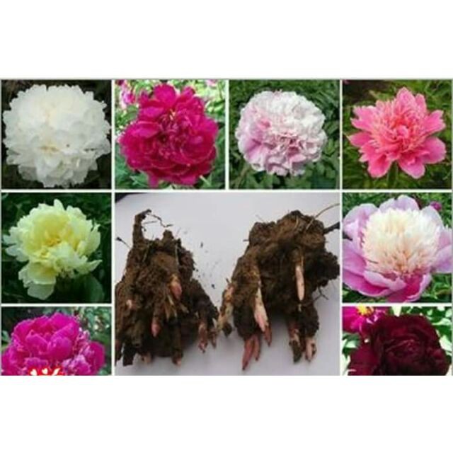 củ hoa mẫu đơn ngũ sắc đại đóa