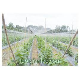 LƯỚI LÀM GIÀN (1,3 x 10m)