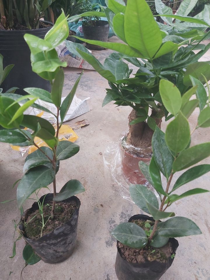 [Viện Nghiên Cứu Di Chuyền Nông Nghiệp] [ Viện Công Nghệ Sinh Học Nông Lâm] Combo bộ 3 cây hoa trà my 3 màu