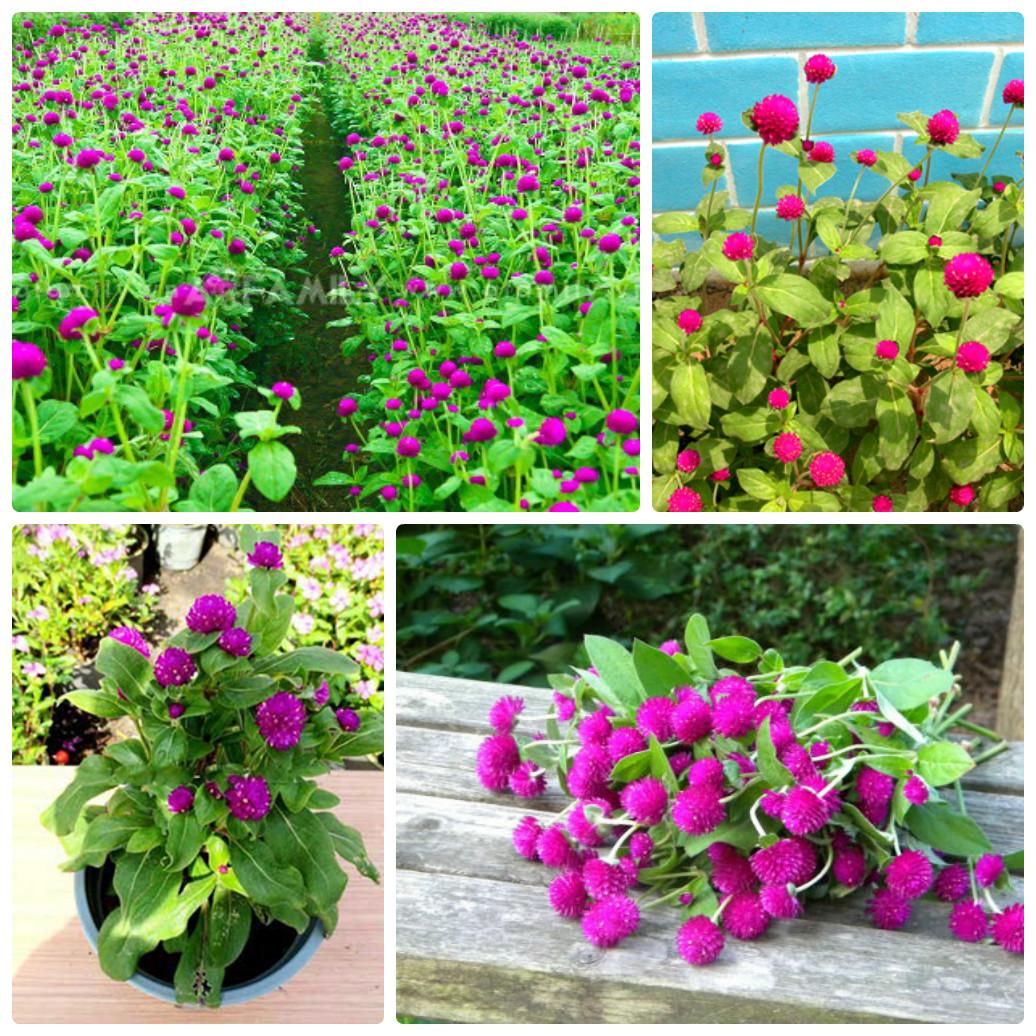 Gói 100 Hạt giống Hoa Cúc Bách Nhật -Hoa nở ngày - NanuSeeds