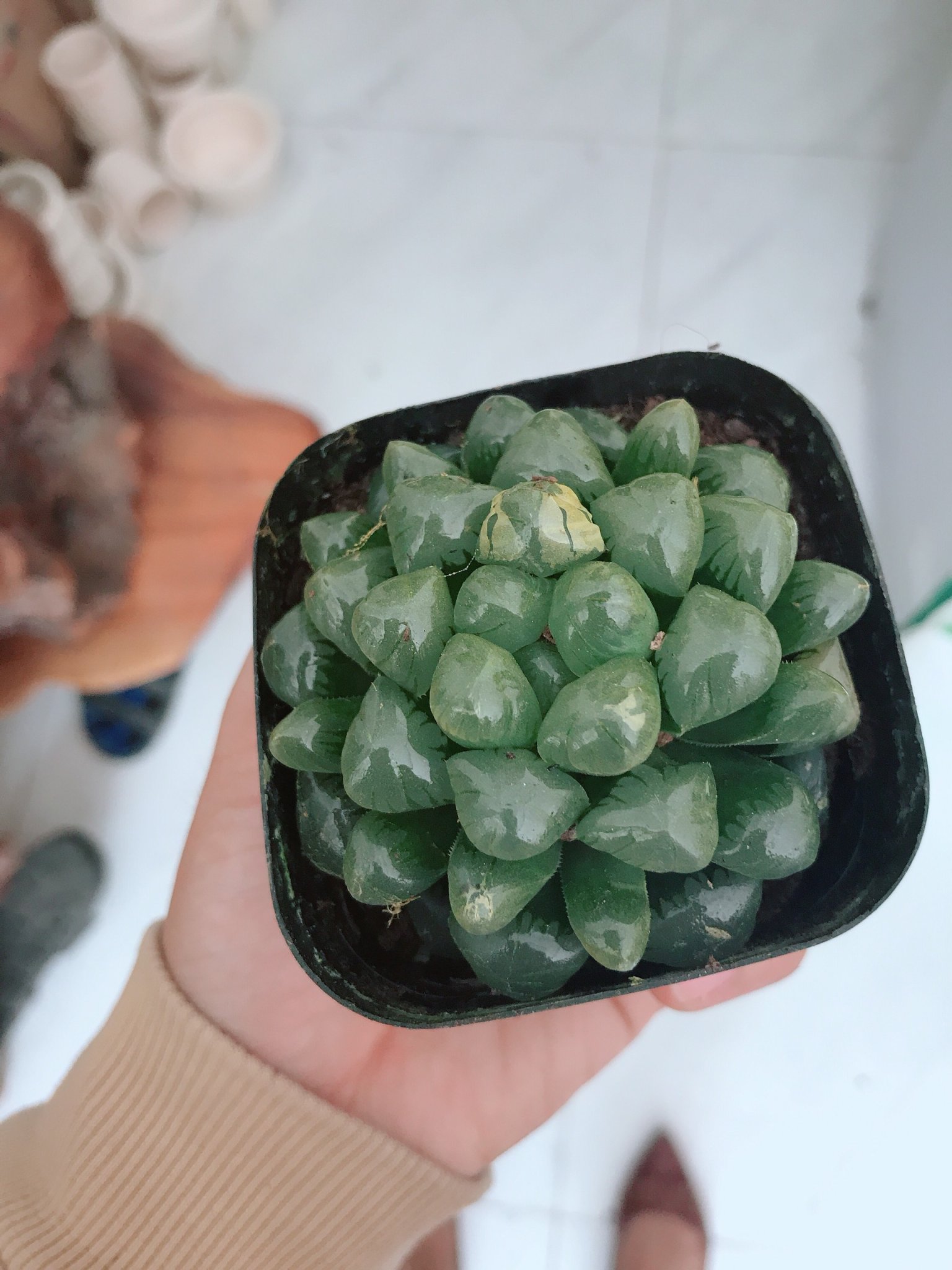 Sen Đá Kim Cương Cooperi Xanh