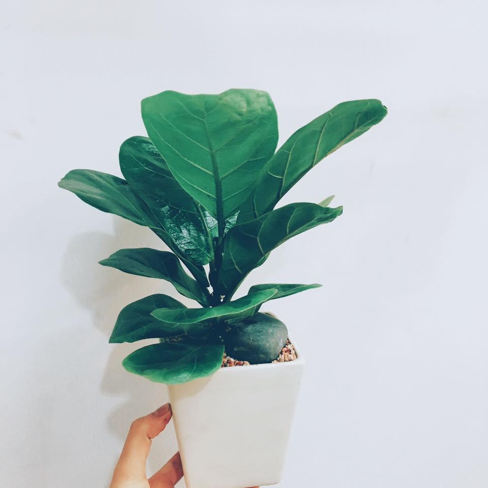 Cây Bàng Singapore - Tặng Chậu