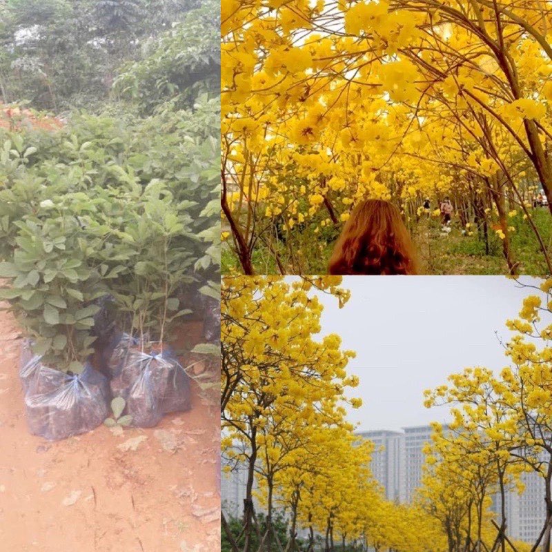 Cây phong linh vàng giống cao 30-40 cm